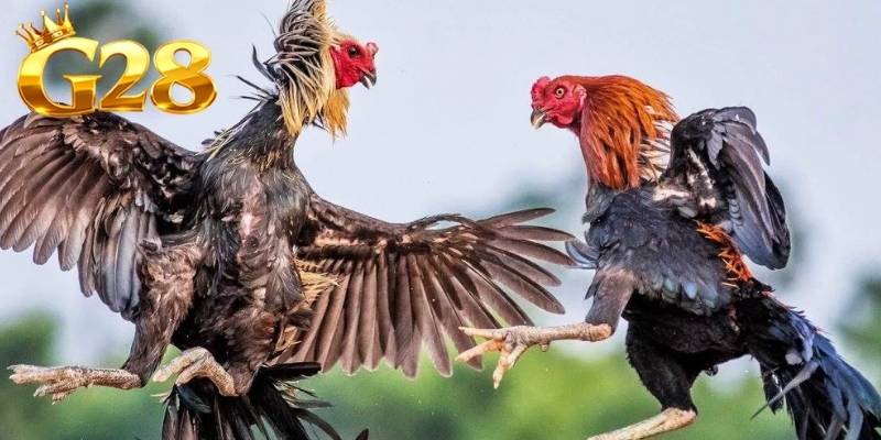 Một yếu tố làm nên danh tiếng của sảnh cược là tốc độ diễn trận đấu