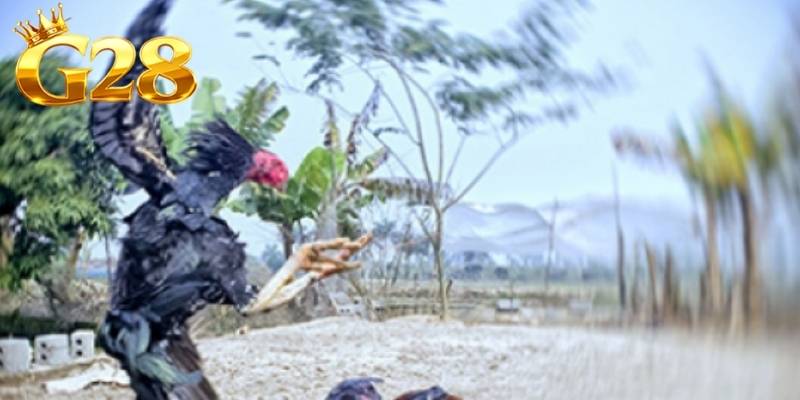 Người chơi cần quan sát thể trạng của chiến kê trước khi cược