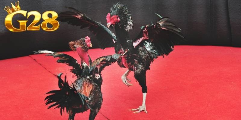 Một điểm đặc biệt nổi bật là lối thi đấu thiên về sức bền